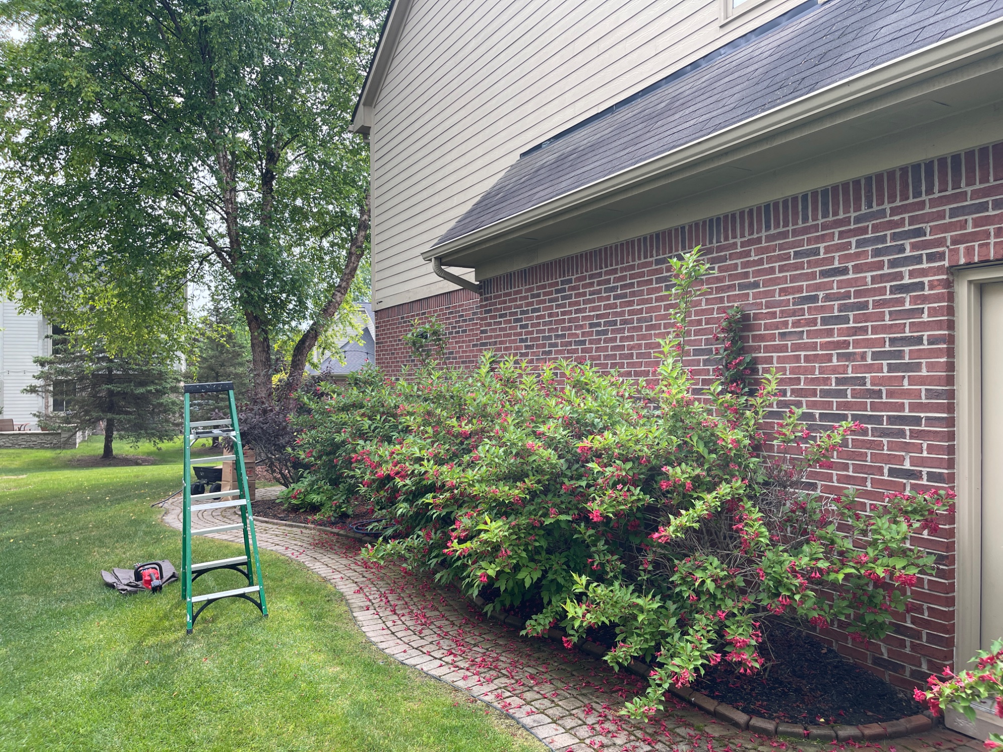 Before: bushes past roofline