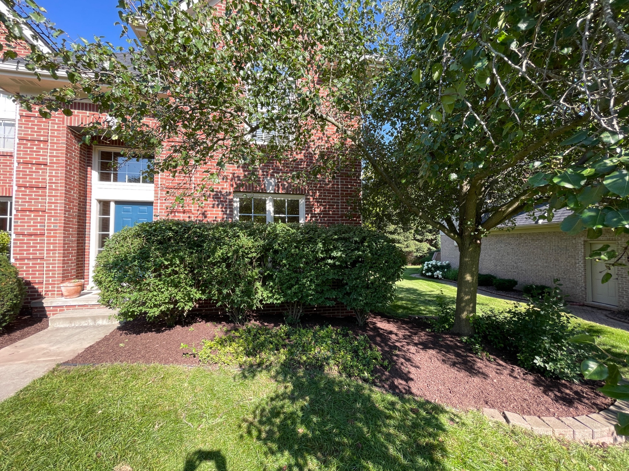 After: trimmed bush, fresh mulch, house visible