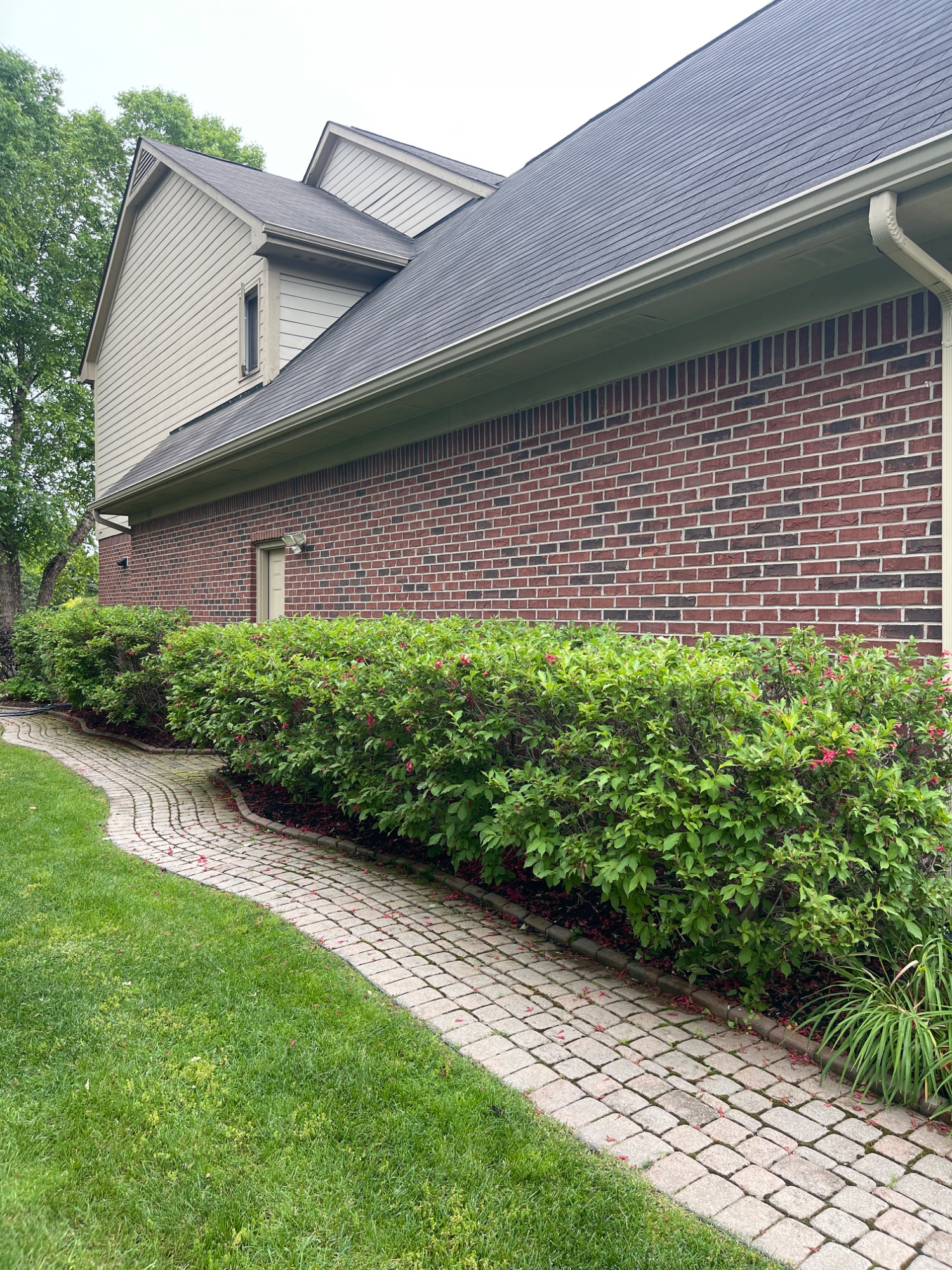 Mulch bed installation around mature pine trees