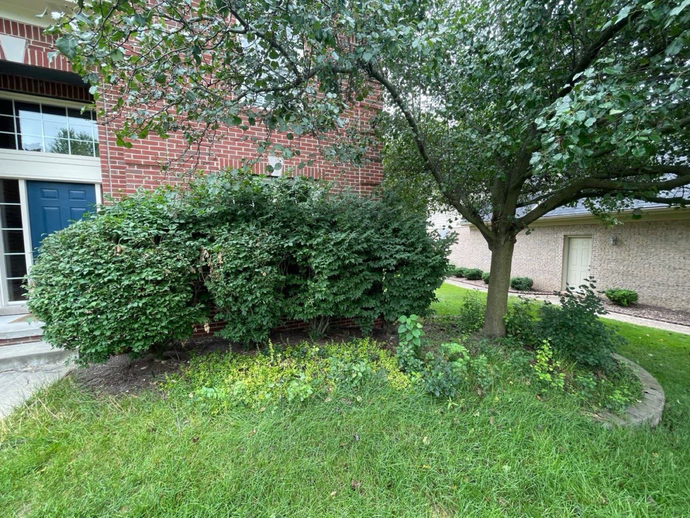 Before: overgrown, unpruned foundation shrubs crowding the front of a brick home