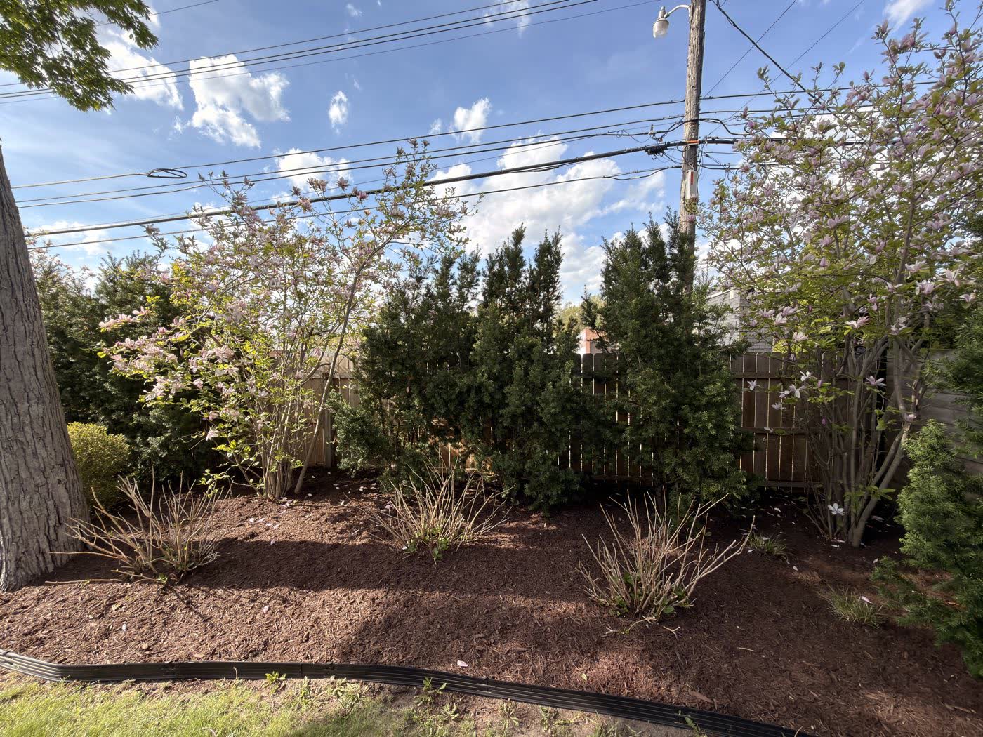 Evergreen privacy planting along a fence line in a fresh mulch bed