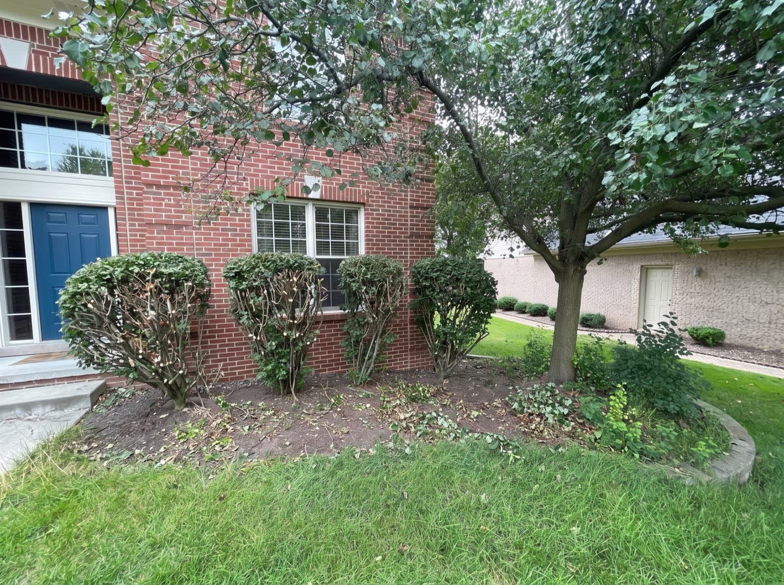 Mid-cleanup: the shrubs cut back hard into shape with the bed underneath still rough