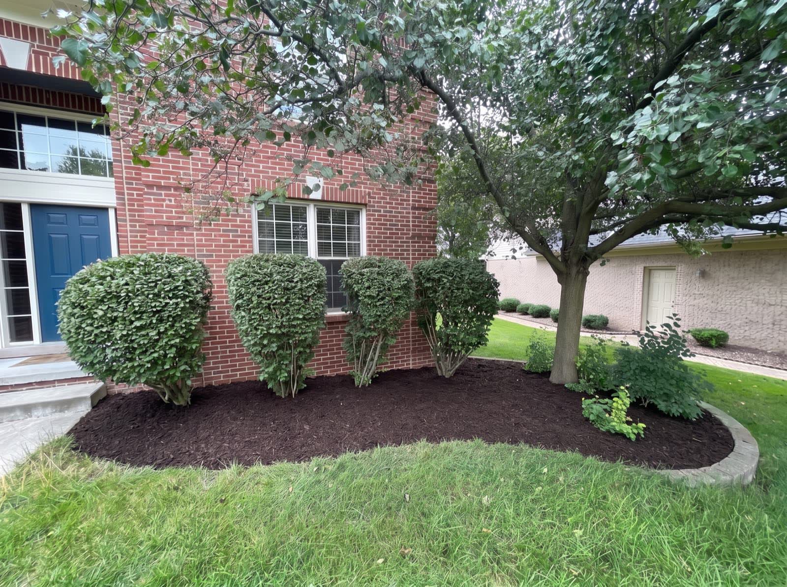Finished: shaped shrubs, a fresh hand-cut bed edge and new dark hardwood mulch